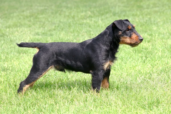 Terrier di caccia tedesco — Foto Stock