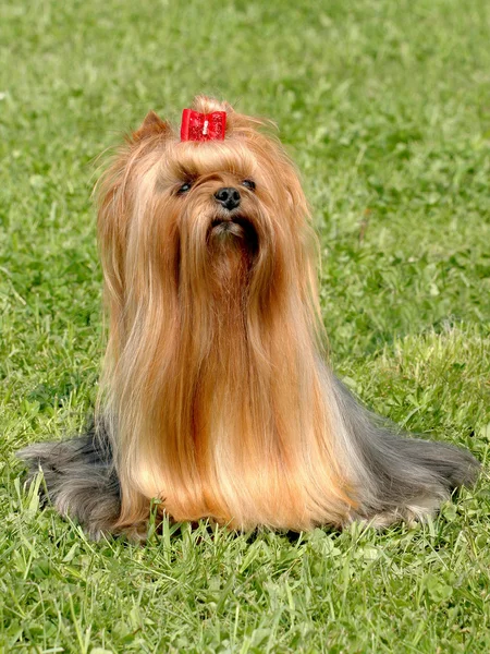 The yorkshire terrier — Stock Photo, Image