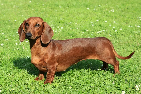 Retrato de Dachshund de cabelos lisos padrão — Fotografia de Stock