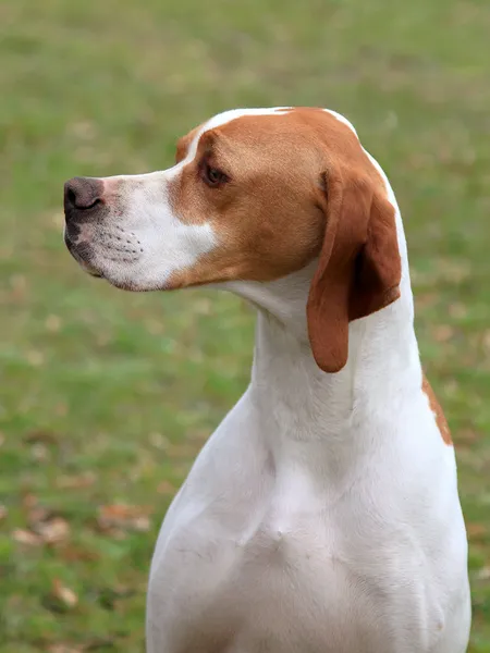 İngiliz pointer köpek