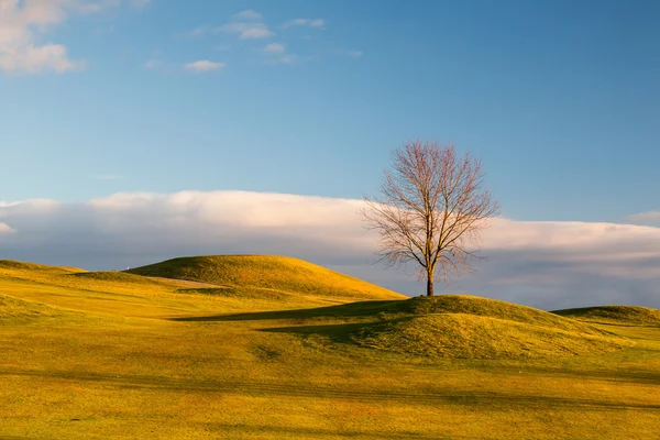 Golf sahasında yalnız ağaç — Stok fotoğraf