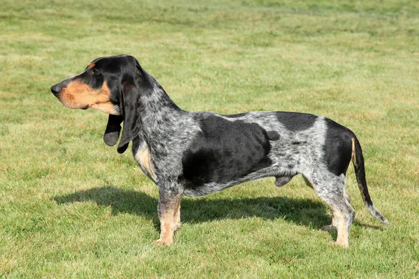 Blauwe Gascogne basset — Stockfoto