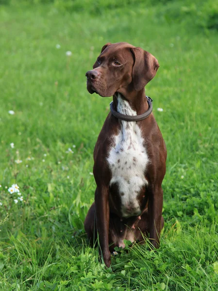 Anglický pointer na louce — Stock fotografie