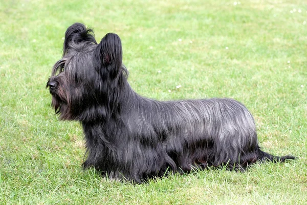 Śmieszne skye terrier — Zdjęcie stockowe