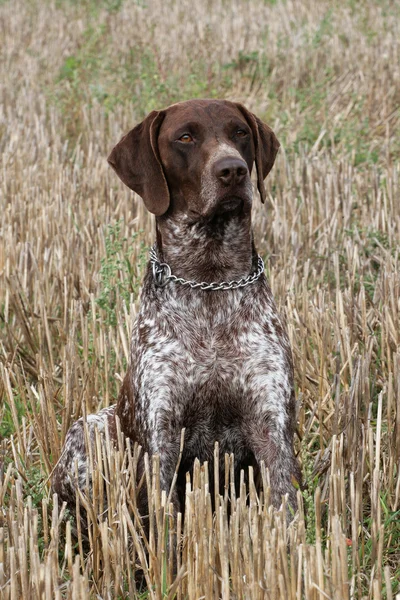 Alemán Perro de pelo corto señalando en el campo de maíz —  Fotos de Stock