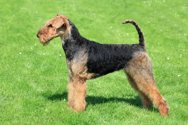 Airedale Terrier на зеленой траве — стоковое фото