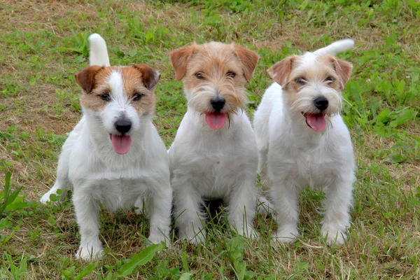 Jack Russell Terriers in the garden — Stock Photo, Image