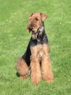 Airedale terrier bahçesinde