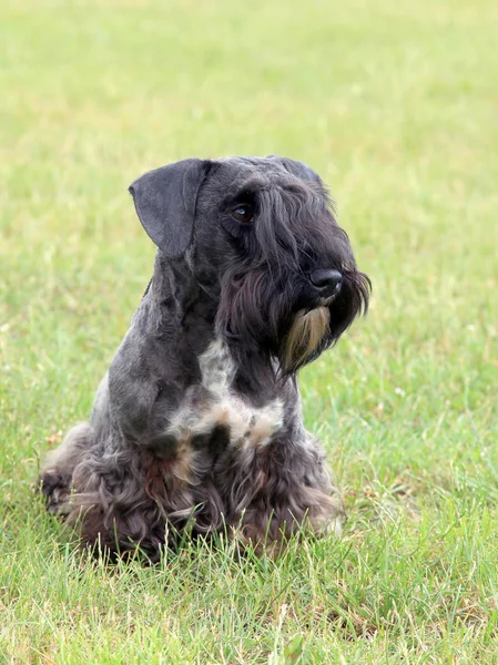 Il ritratto di Czech Terrier — Foto Stock