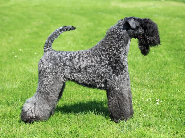 The Kerry Blue Terrier — Stock Photo, Image