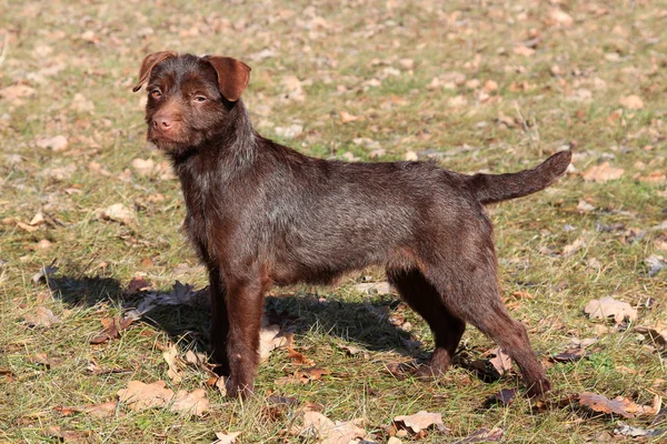 Patterdale Terrier i parken – stockfoto