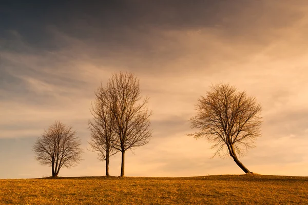 Eenzame boom op de heuvel — Stockfoto