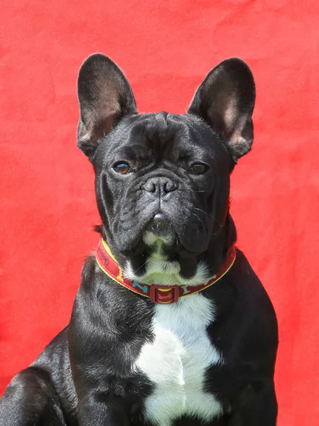 El retrato de Bulldog francés —  Fotos de Stock