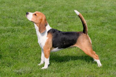 Yeşil çimenlerin üzerinde tipik beagle