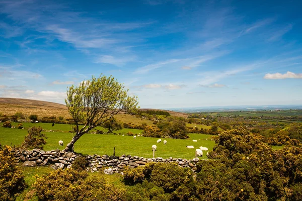 En el pasto de Dartmoor — Foto de Stock