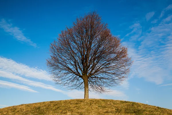 丘の上の孤独な木 — ストック写真