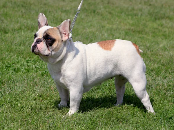 Französische Bulldogge — Stockfoto