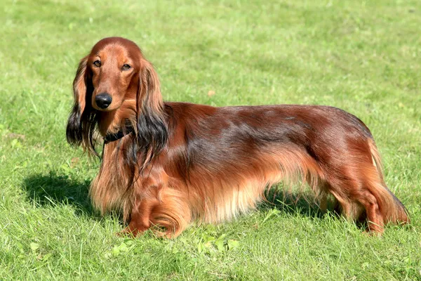 Cão dachshund — Fotografia de Stock