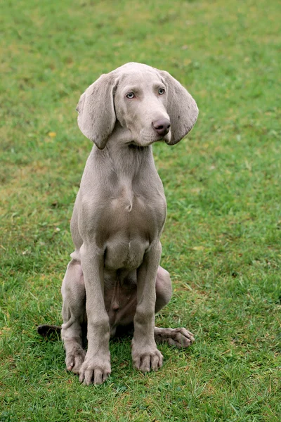 Weimartaner Cabelo curto apontando cão — Fotografia de Stock