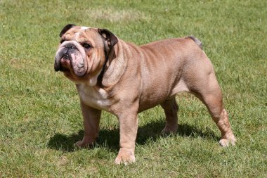 Yeşil çimenlerin üzerinde İngilizce bulldog
