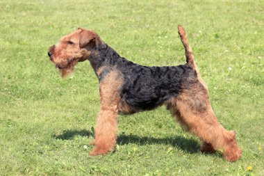 Welsh korkunç köpek