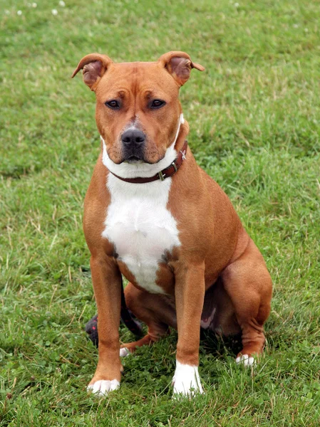 O retrato de American Staffordshire Terrier — Fotografia de Stock