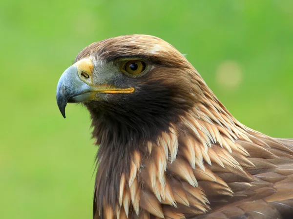 The head of Golden Eagle — Stock Photo, Image