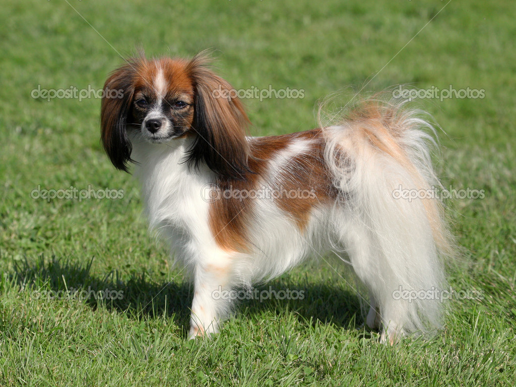 Phalene Papillon Dog Phalene Young Dog — Stock Photo
