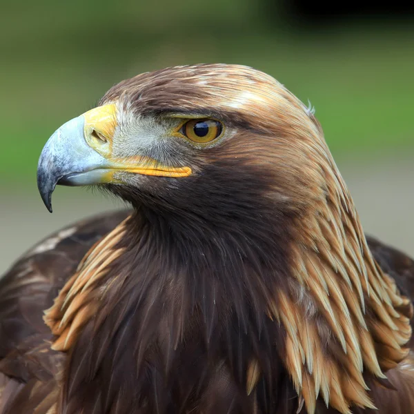 The head of Golden Eagle — Stock Photo, Image