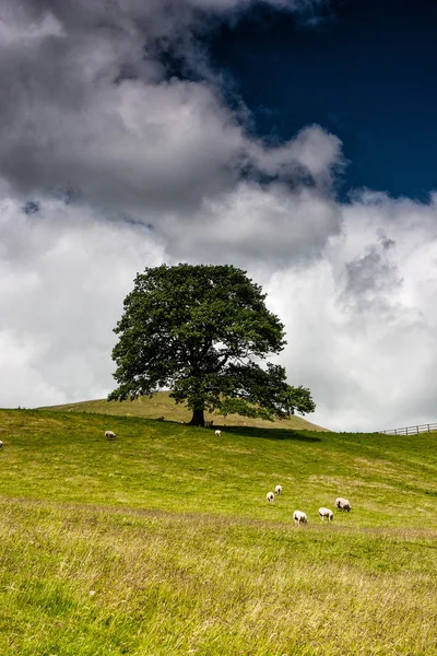 No pasto em Sedbergh — Fotografia de Stock