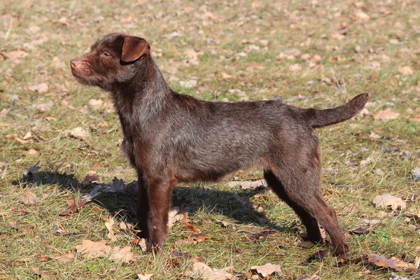 Patterdale Terier w parku — Zdjęcie stockowe