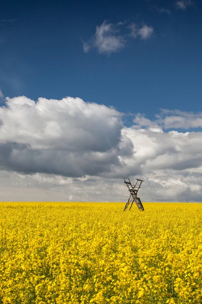 Jagdturm auf dem Rapsfeld — Stockfoto