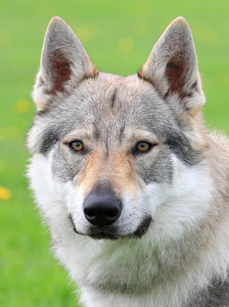 Porträt des tschechoslowakischen Wolfshundes — Stockfoto