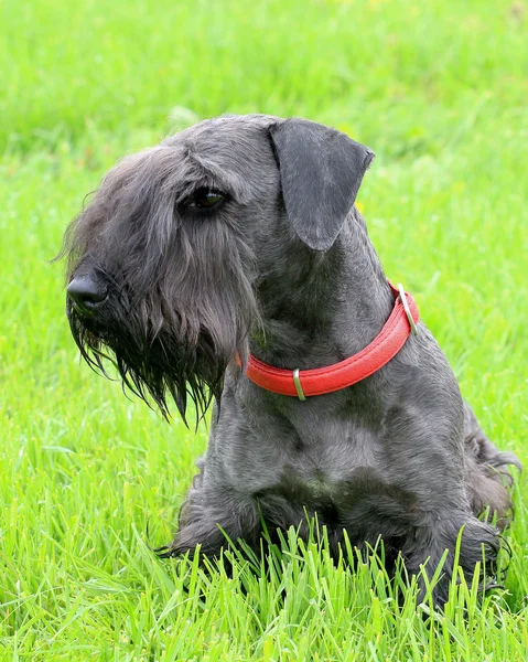 Czech Terrier na grama verde — Fotografia de Stock