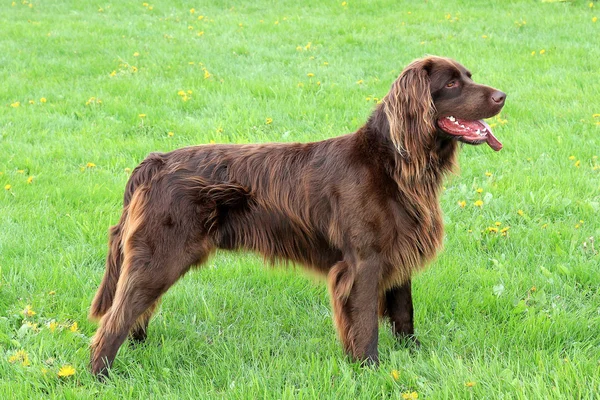 Portret niemiecki krótko haried wskazując pies — Zdjęcie stockowe