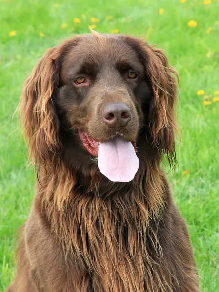 Retrato de perro alemán con puntas cortas —  Fotos de Stock