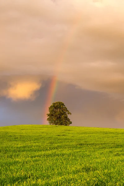 Arc-en-ciel sur le champ d'orge — Photo