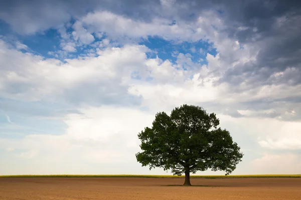 Árvore solitária no campo vazio — Fotografia de Stock