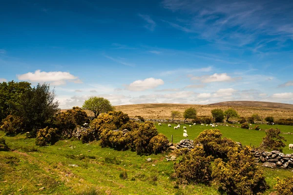 Στο βοσκότοπο στο dartmoor — Φωτογραφία Αρχείου