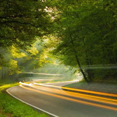 hız - sabah orman yol
