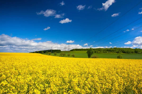 Rapsfeld und blauer Himmel — Stockfoto