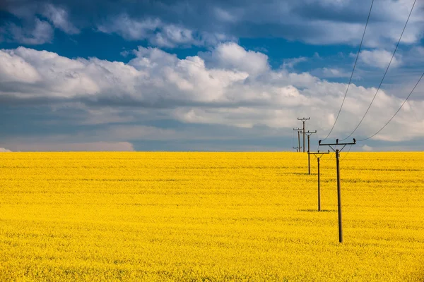 Rapsfeld und blauer Himmel — Stockfoto