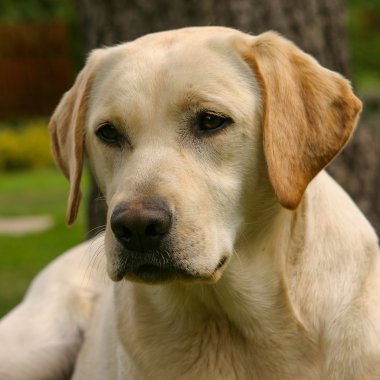 Labrador retriever bahçede