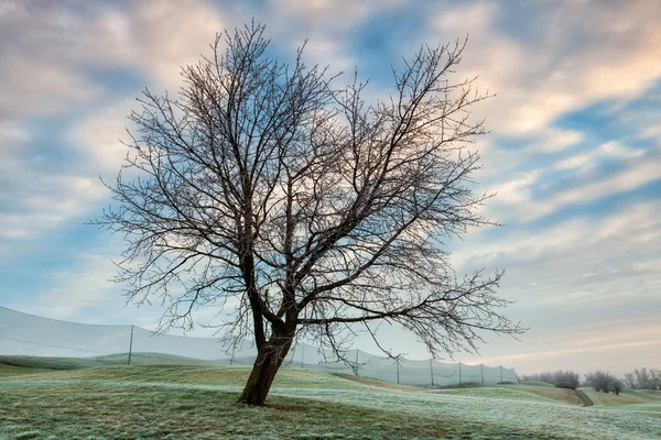 Зимовий ранок на полі для гольфу — стокове фото