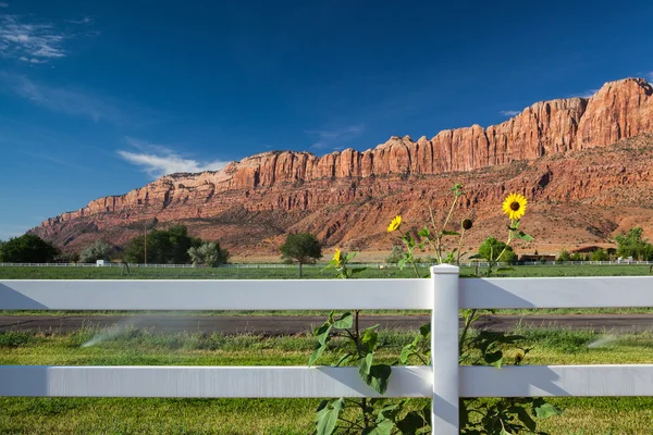 Zonnebloemen achter het hek — Stockfoto