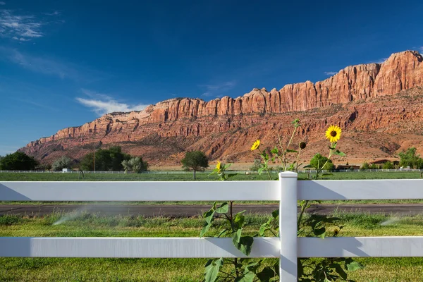 Tournesols derrière la clôture — Photo