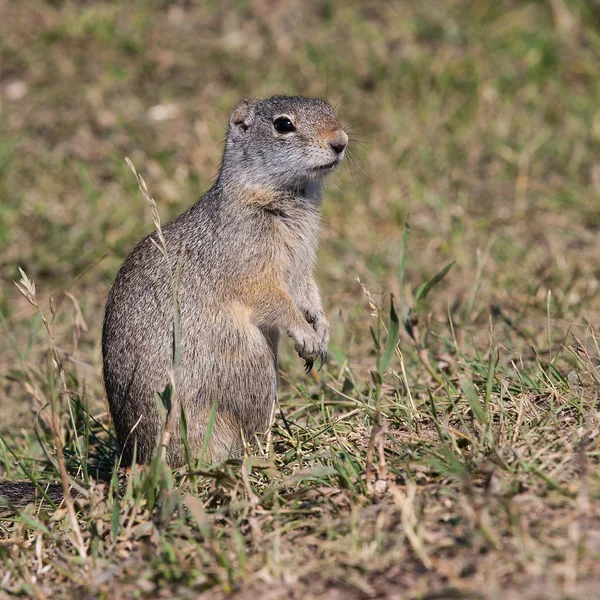 Portret van typische marmot in grand teton — Stockfoto