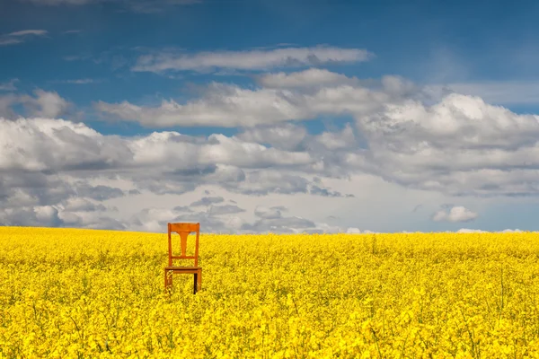 Einsamer Stuhl auf dem leeren Rapsfeld — Stockfoto