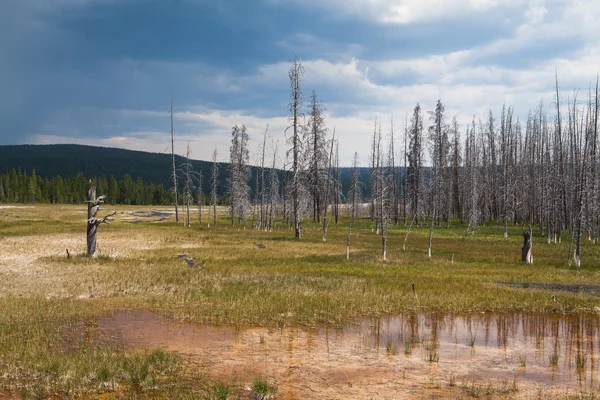 Νεκρό δάσος στο εθνικό πάρκο yellowstone — Φωτογραφία Αρχείου