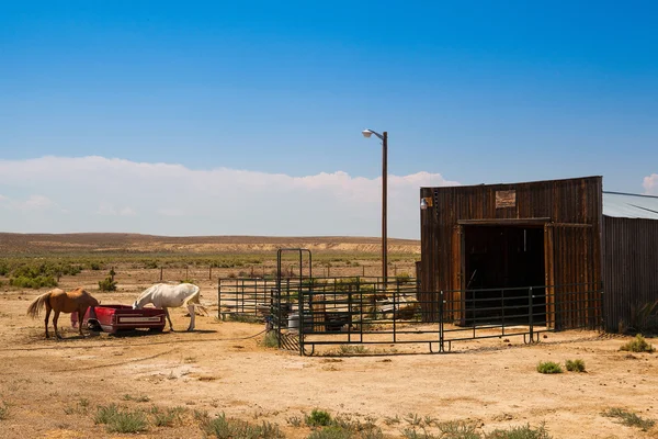 Wyoming çiftlik ata — Stok fotoğraf